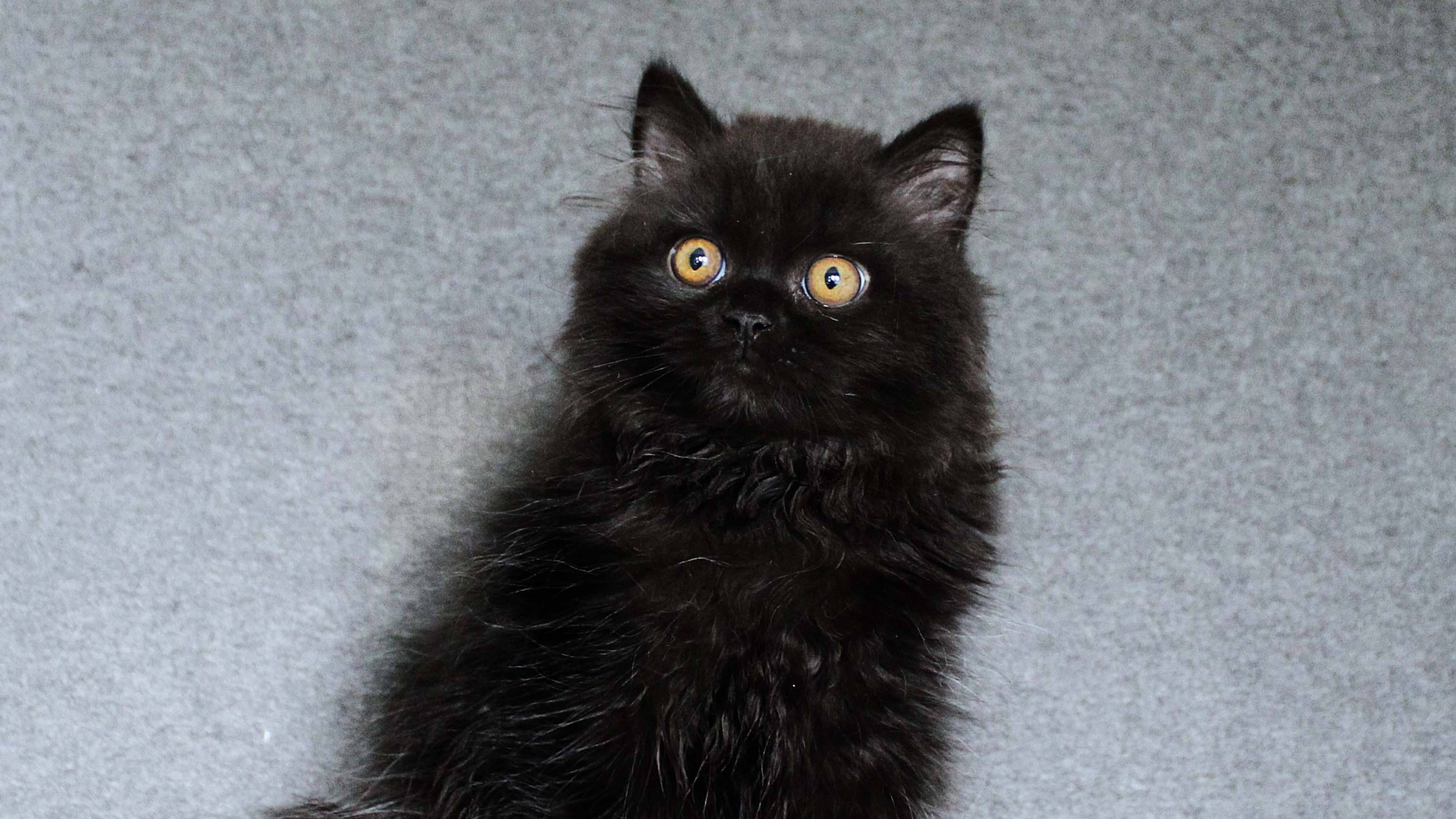 British Longhair Male. Color Black. Born 24.06.2025. Британский ДШ котёнок, мальчик. Окрас чёрный.