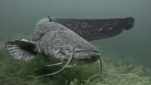 Реальная рыбалка 2. Сом на Днепре