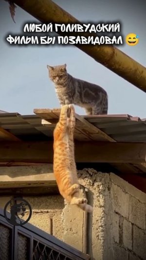 Шраам, помоги ..