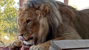 Лев ШЕРХАН, покажи улыбку! Царский поздний обед. / Толстый ПОРШ.