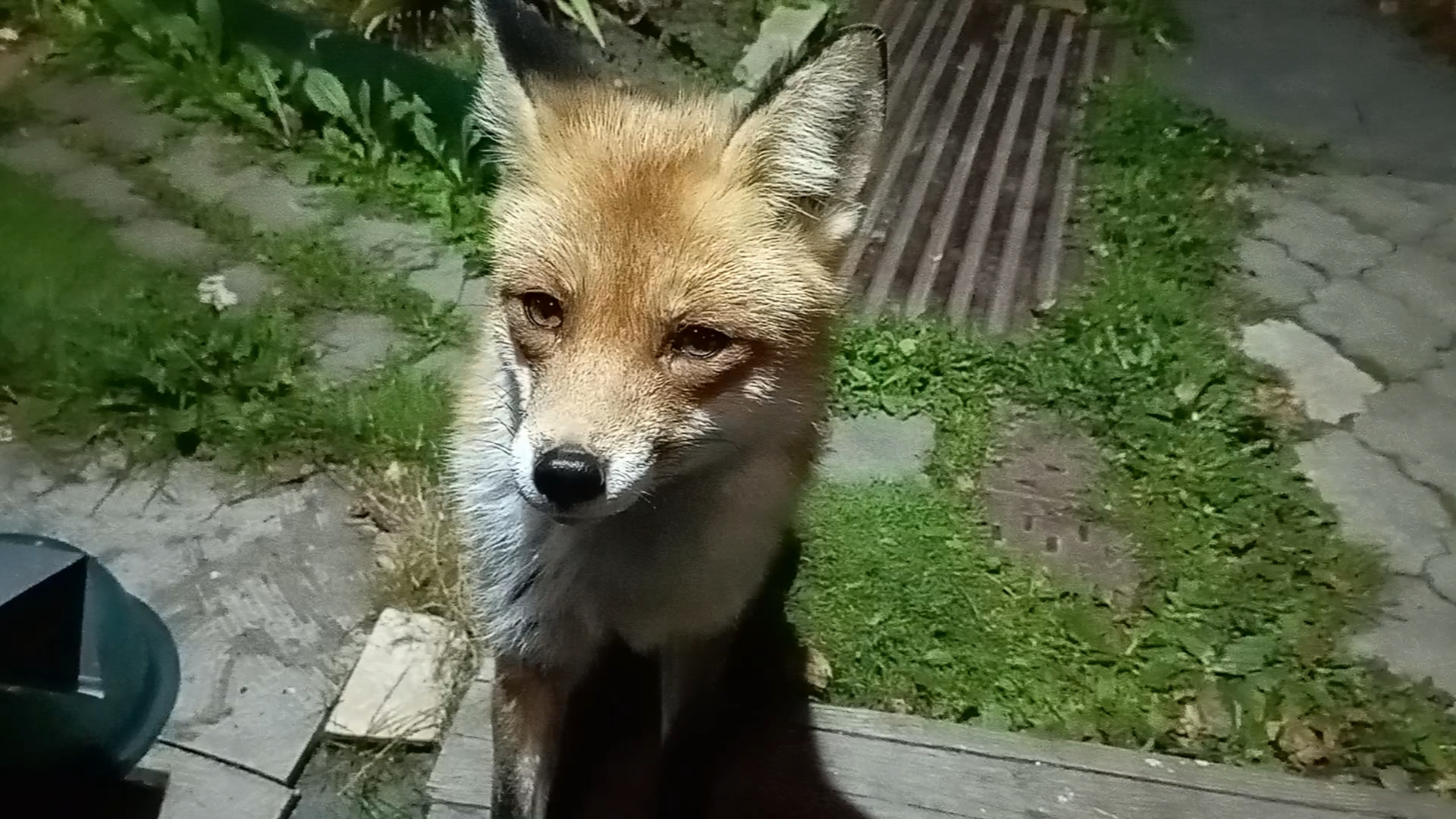 (1127) Лиса приходит в гости. Сентябрь 2025 смотреть онлайн