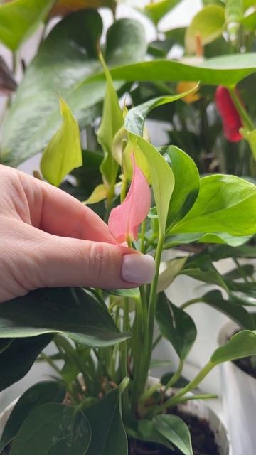 МАЛО КТО ЗНАЕТ ЧТО АНТУРИУМ НУЖНО ВЫРАЩИВАТЬ ТОЛЬКО С ТАКОМ ГРУНТЕ! смотреть онлайн