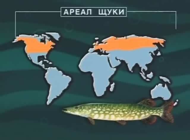 Где находятся ареалы обитания представителей семейства Щуковые (Pikes) — Esocidae Rafinesque, 1815 ? смотреть онлайн