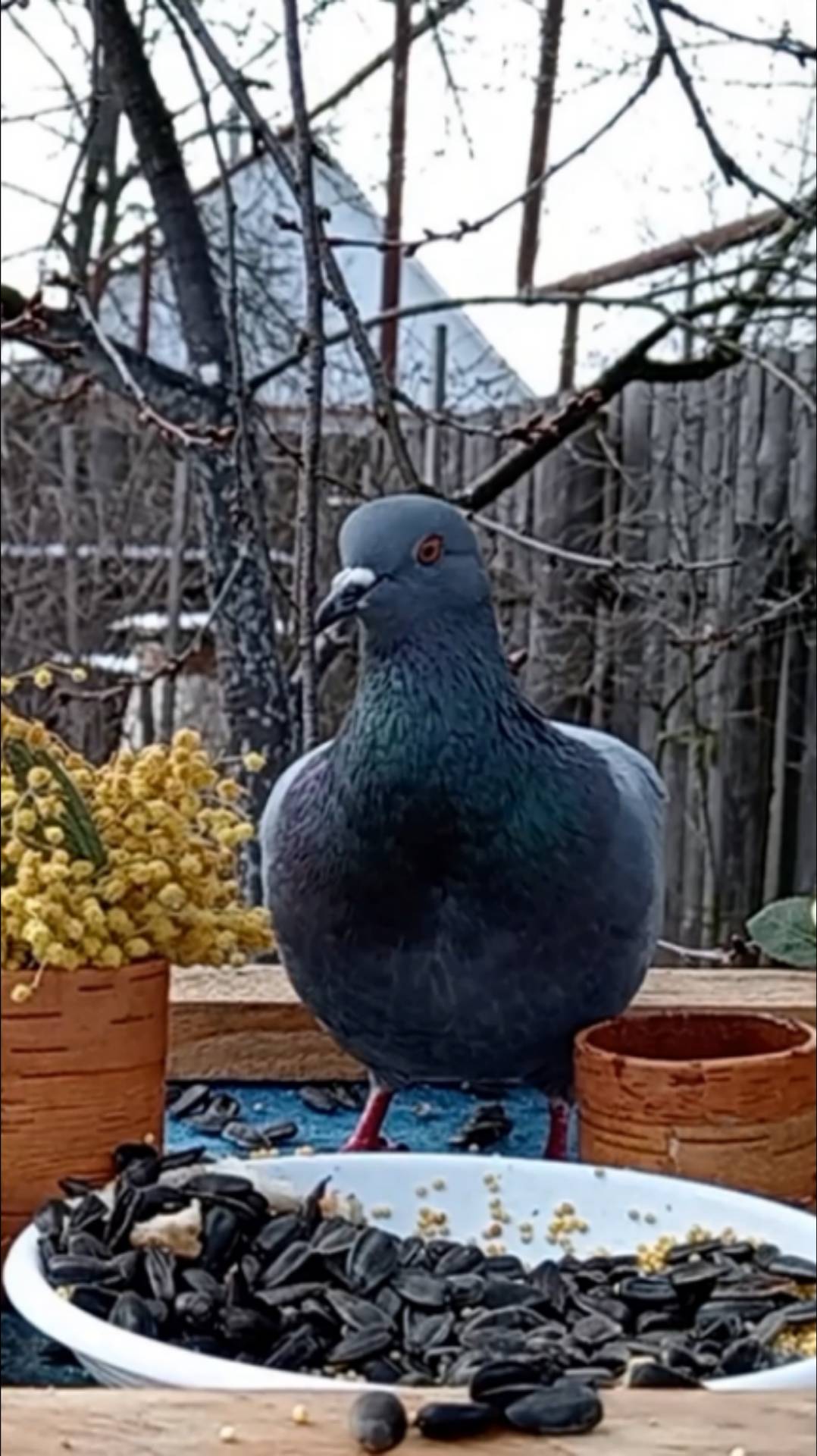 Красивый Голубь смотреть онлайн