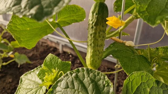 Первые заморозки