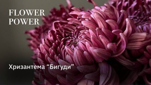 Хризантема «Бигуди» - за что ее любят флористы?!