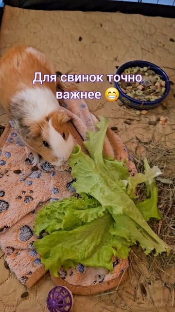 Свинки сказали, что салат важнее уборки