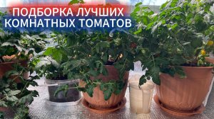 ПОСЕВ КОМНАТНЫХ ТОМАТОВ. ПОДБОРКА СОРТОВ ТОМАТОВ ДЛЯ ПОДОКОННИКА ЗИМОЙ.