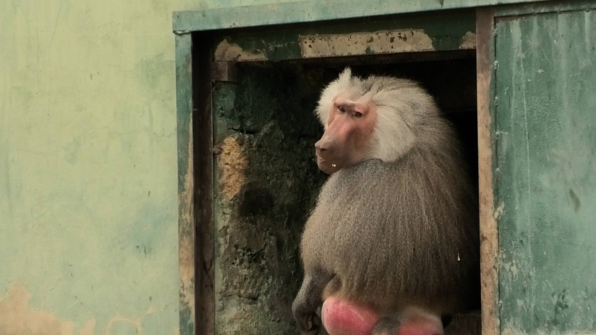 Дед взял в заложники Габриэллу и Хуаниту, а Педро нас защищает от своей стаи и Мигеля! Дом2 смотреть онлайн