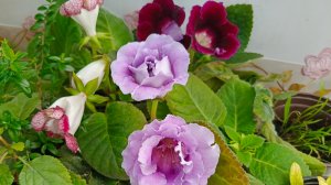 1 лучший способ выращивания комнатных растений