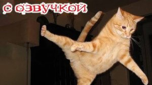 Приколы с котами! С ОЗВУЧКОЙ Смешные коты и кошки!