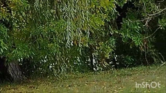 Посылочка счатья! смотреть онлайн