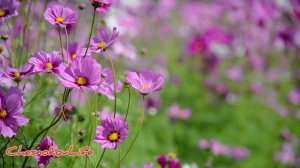 Мы распускаемся как новые цветы