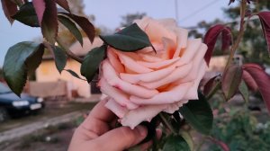 Ещё немного забетонировали. У нас похолодало, дождь.