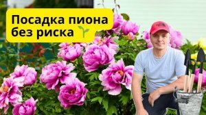 Как посадить древовидный пион 🌱 Секреты укоренения и почвы