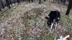 Подготовка к промыслу соболя. Собаки хорошо работают по чернотропу. Утопил видеокамеру. Якутия.