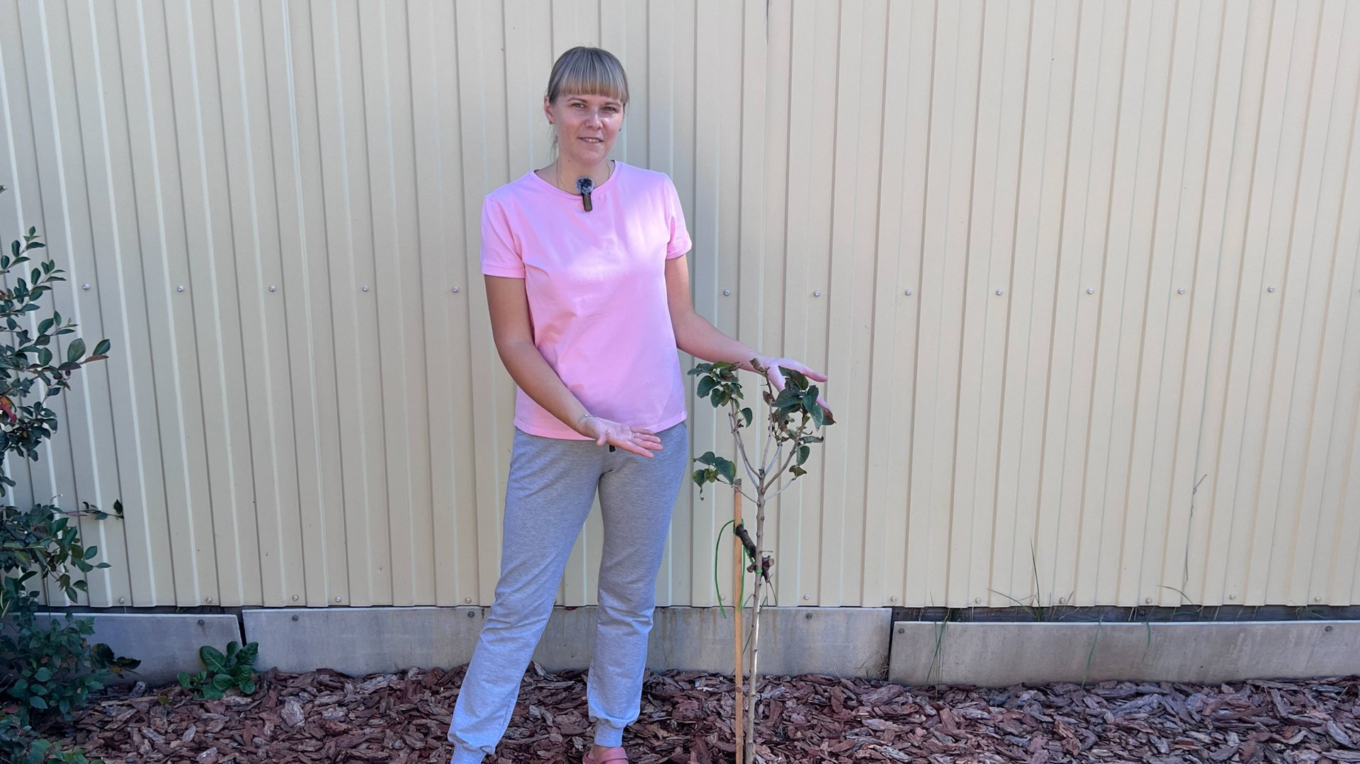 Сирень Красавица Москвы - правила успешной посадки. смотреть онлайн