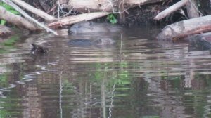 Бобры. Семья бобров. Бобриха с бобрёнком возле норы