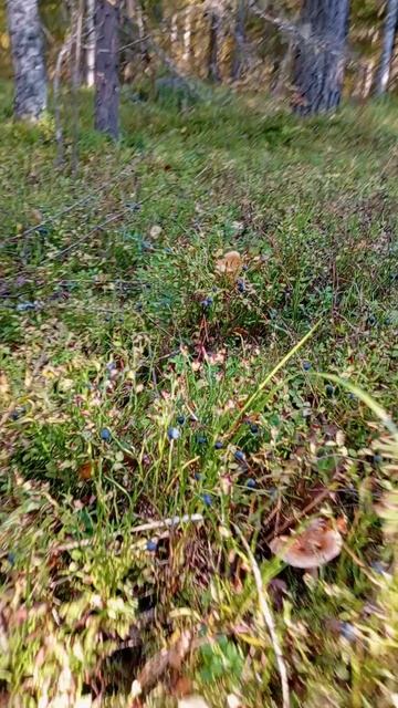 Ягод просто мега тонны в лесу 🌲