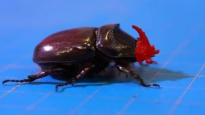 Отряды насекомых: 1000 МУРАВЬЕВ ПРОТИВ ЖУКА НОСОРОГА