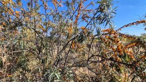 Облепиха в конце сентября, поговорим о культуре