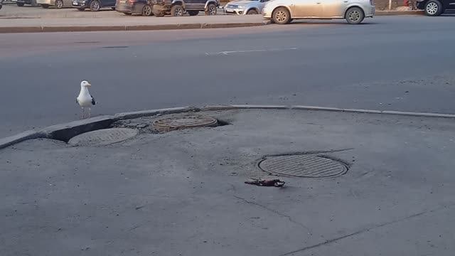 Чайка ужинает голубем