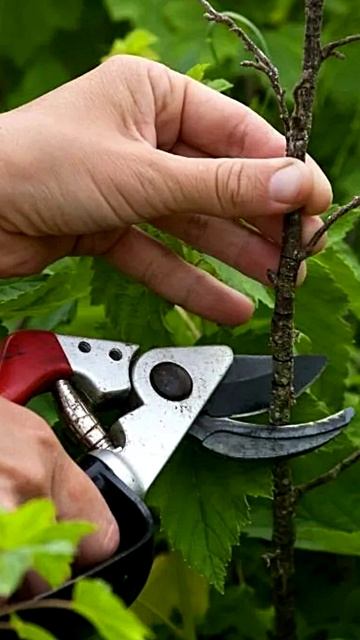 ПРАВИЛЬНАЯ ОСЕННЯЯ ОБРЕЗКА ПЛОДОВЫХ! ВОТ КАК НУЖНО СДЕЛАТЬ! #сад #огород #shorts