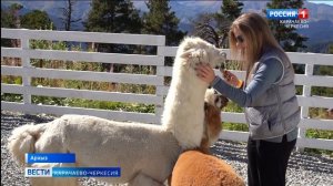 В альпака-парке в Архызе родились первые малыши
