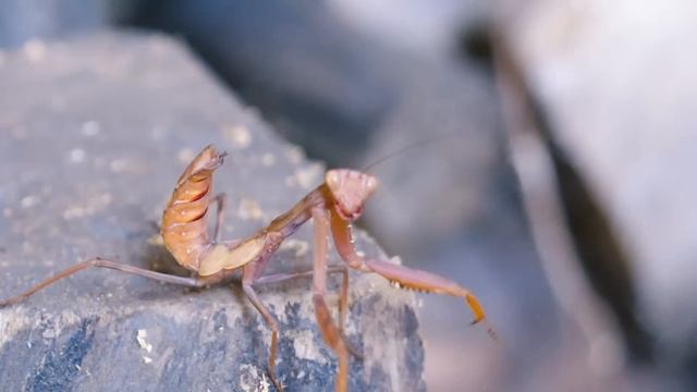 Отряды насекомых: 1000 МУРАВЬЕВ ПРОТИВ БОГОМОЛА смотреть онлайн