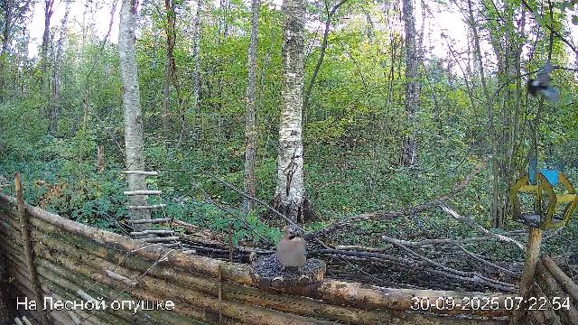 🍂СЕНТЯБРЬ в ЛЕСУ онлайн #Relaxing #природа #звуки леса #птицы #погода🍁 смотреть онлайн