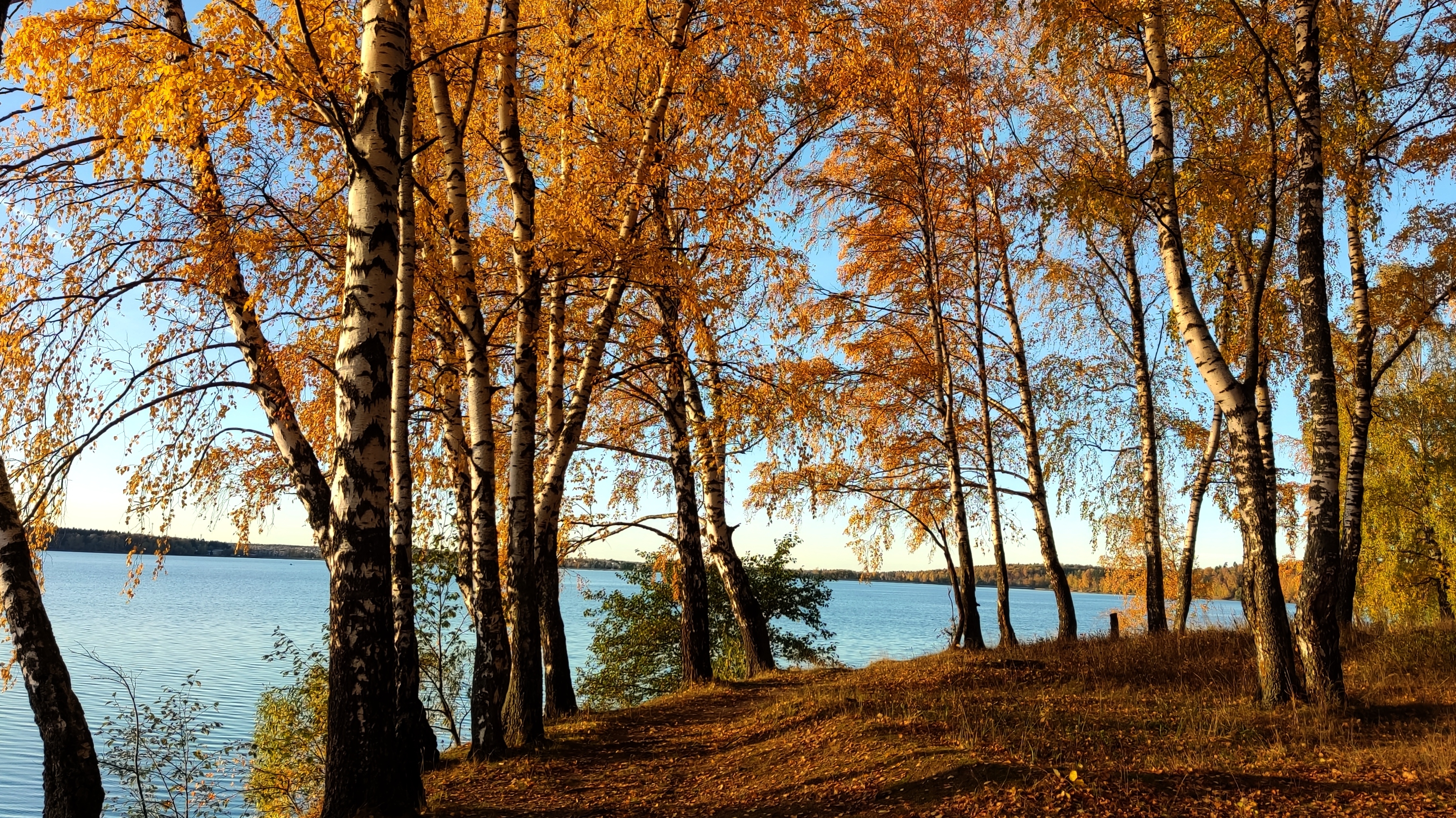У БЕРЕЗ И СОСЕН 2023 смотреть онлайн