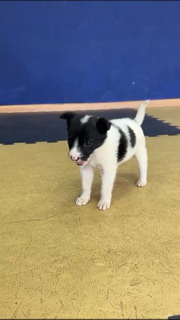 Щенок Ромашка