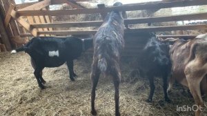 Почему отказываются от англо-нубийских коз. Заводчики врут про нубийских коз. Плюсы нубийских коз.