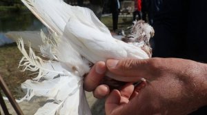 Форум по Узбекским двухчубым голубям . Краснодар 27.09.2025 год.