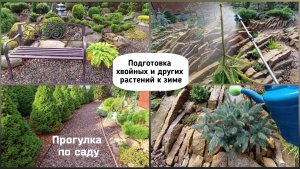 Подготовка хвойных и других растений к зиме.