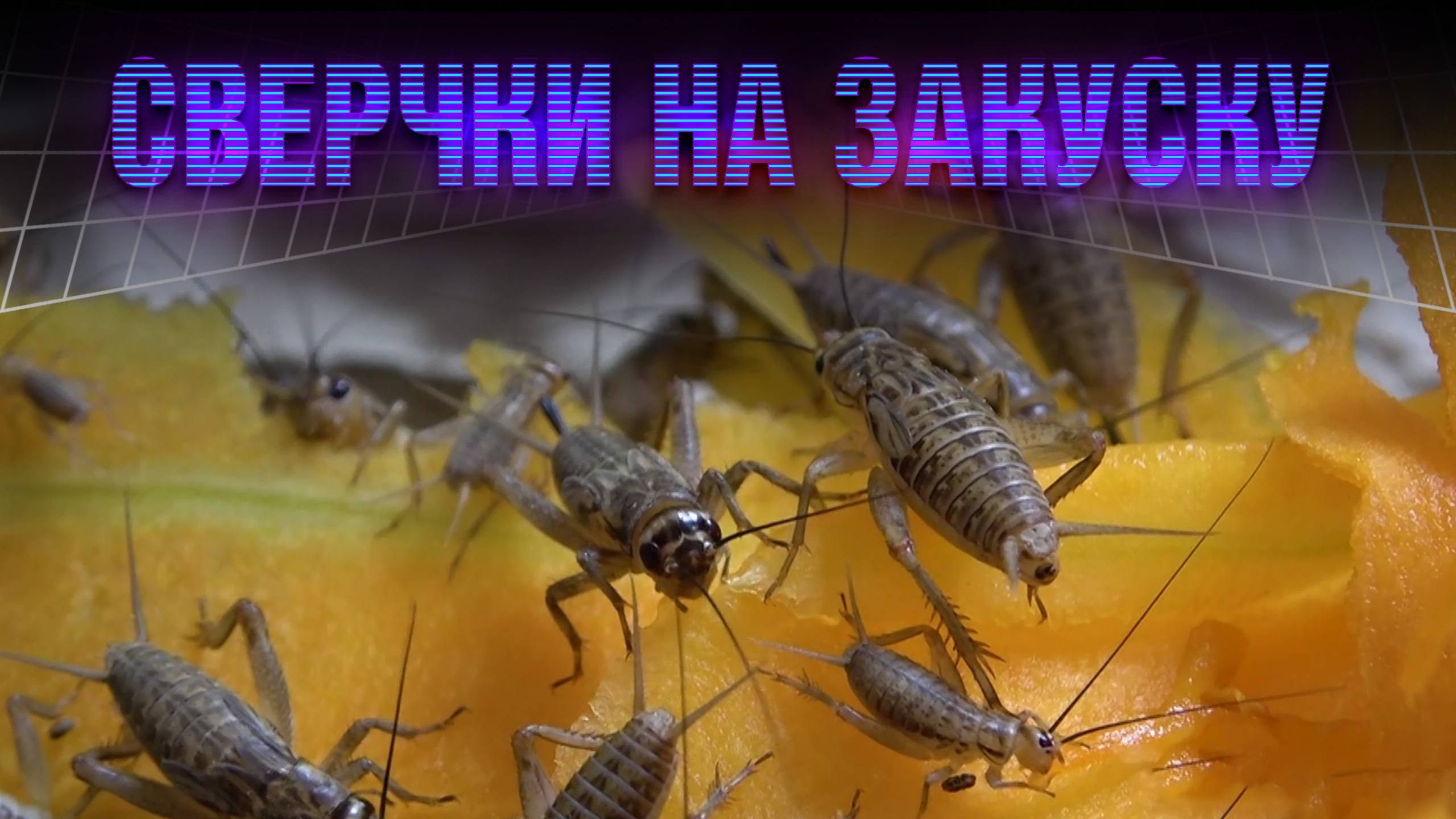 Вкусные насекомые и безалкогольное вино. КОД УЧЁНЫХ смотреть онлайн