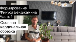 Формирование Фикуса Бенджамина Ч.9  Осенняя кардинальная обрезка. Коротко об уходе