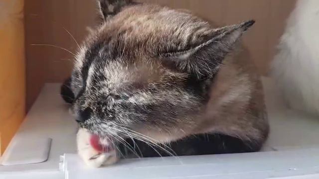 Леся и Сёма - Активное утро смотреть онлайн