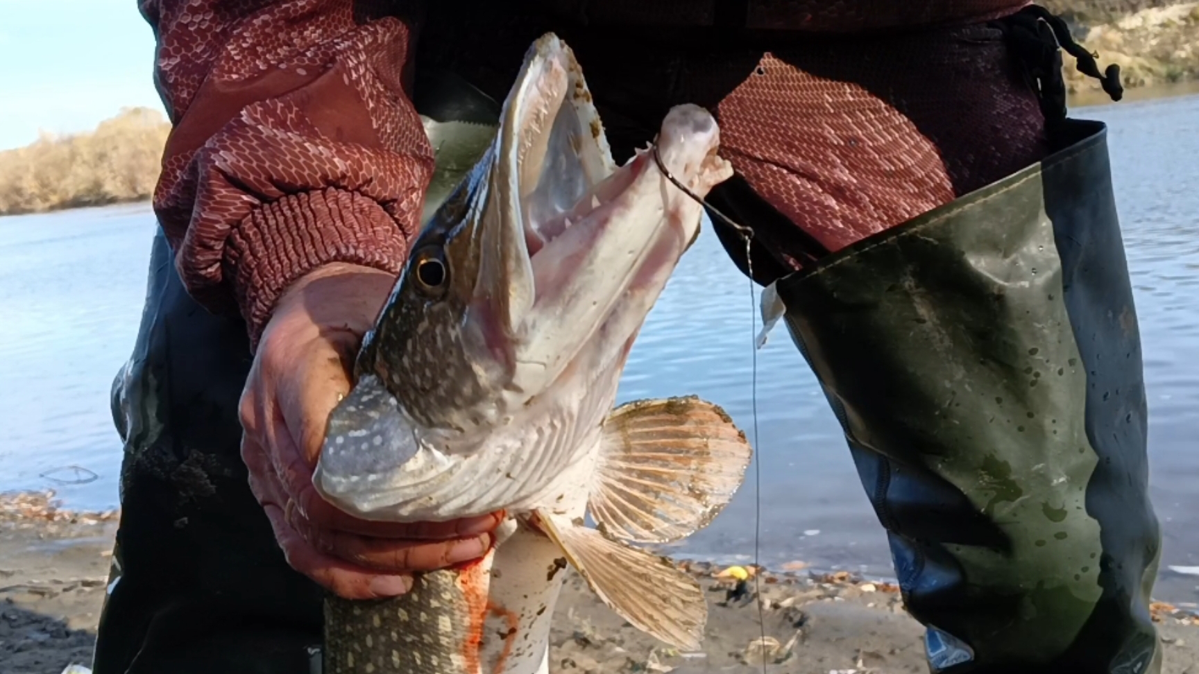 Активный жор хищников.Проверка закидушек.30.09.25г. смотреть онлайн