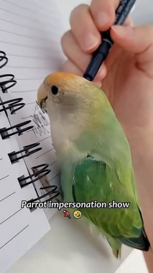 Повторюшки