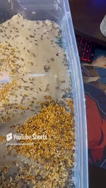 #лакиджет #муравьи #btc #насекомые #муравьинаяферма #bitcoin #smartphone #beekeeper #ants #топ 9