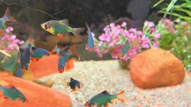 Аквариум с неонами и аквариум с тритоном смотреть онлайн