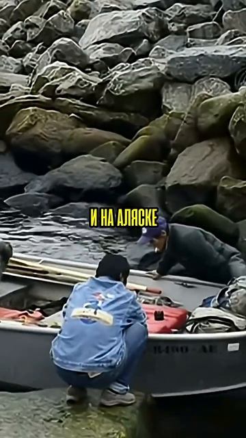 Все Языки России #shorts смотреть онлайн