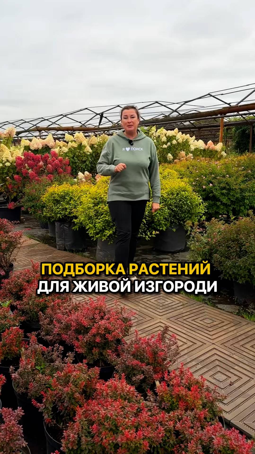 Лучшие растения для живой изгороди!