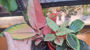 Пересадка новых растений на фитильный полив