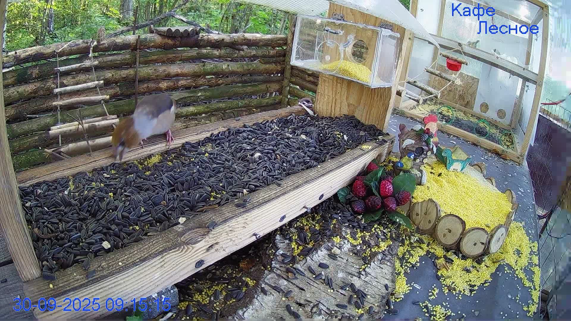🔴24/7 Кормушка в лесу онлайн "Кафе Лесное" #Relaxing #природа #звуки леса #сентябрь смотреть онлайн