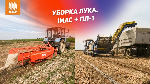Копалка и комбайн-подборщик на уборке лука. Реальный кейс IMAC OD 1400