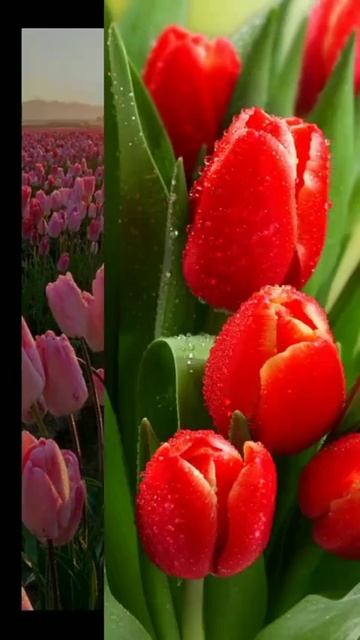 Музыкальная ВидеоОткрытка С Добрым утром! 5.mp4 смотреть онлайн