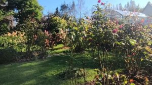 Сад в последний день сентября. Ленинградская область.