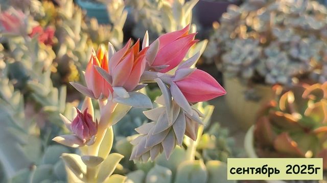 Прекрасное преображение эхеверии Раньона! Было/стало за 1 год. смотреть онлайн